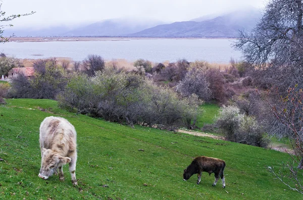 Vacas en la isla de Agios Achilios en el lago Small Prespa, Florina, Grecia — Foto de Stock