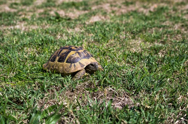 A small turtle on the grass — Stock Photo, Image