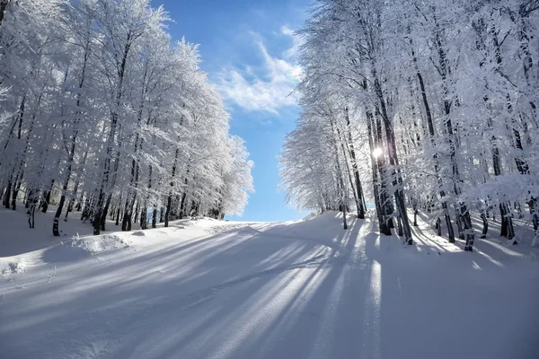 Dağ manzarası içinde Vigla, Florina'nın Kayak Merkezi, Yunanistan
