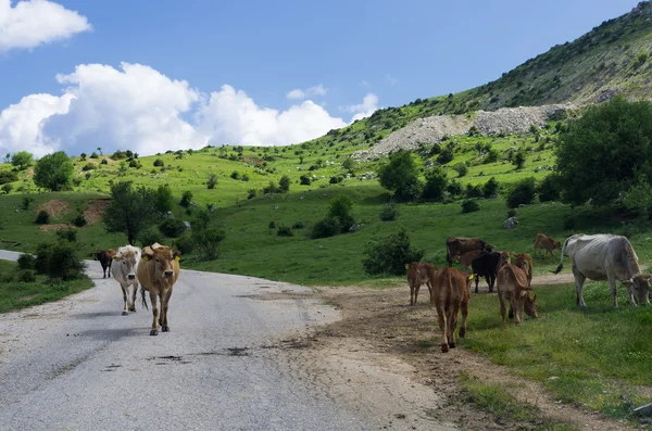 Vacas por el camino en la aldea de Syrrako, Epiro, Grecia — Foto de Stock