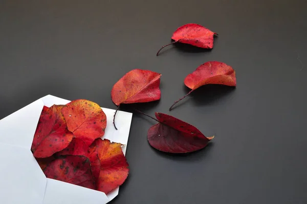 Courrier Automne Représenté Par Une Enveloppe Blanche Sortent Les Feuilles — Photo