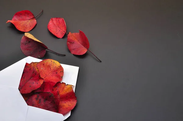 Mail Autumn Represented White Envelope Which Red Autumn Leaves Come — Stock Photo, Image