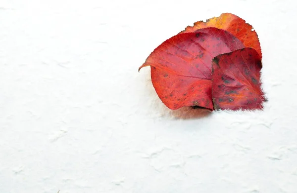 Autumn Composition Red Leaves Coming Out Elegant White Sheet Paper — Stock Photo, Image