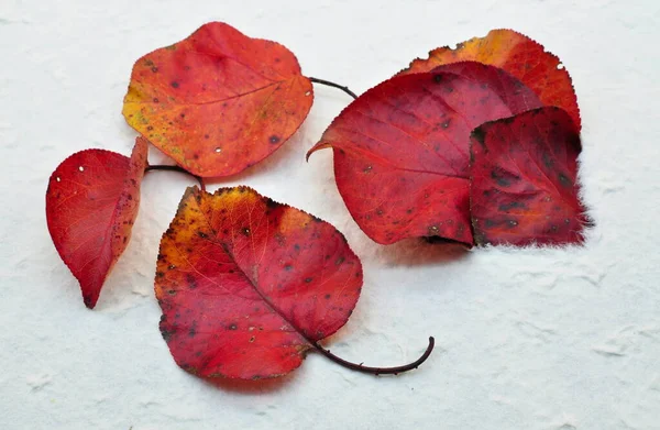 Autumn Composition Red Leaves Coming Out Elegant White Sheet Paper — Stock Photo, Image