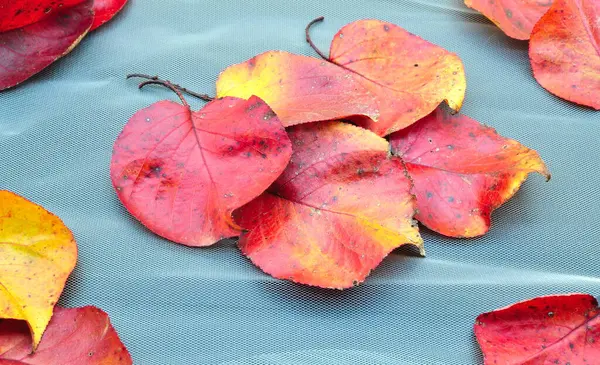 Autumn Composition Red Leaves Coming Out Elegant Sheet White Tissue — Stock Photo, Image