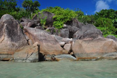 Praslin Adası, Seyşeller 'de palmiye ağaçları olan egzotik bir sahil.