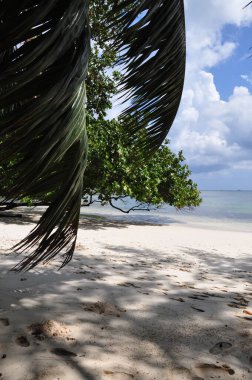 Praslin Adası, Seyşeller 'de palmiye ağaçları olan egzotik bir sahil.