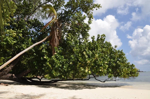 Praslin Adası Seyşeller Palmiye Ağaçları Olan Egzotik Bir Sahil — Stok fotoğraf
