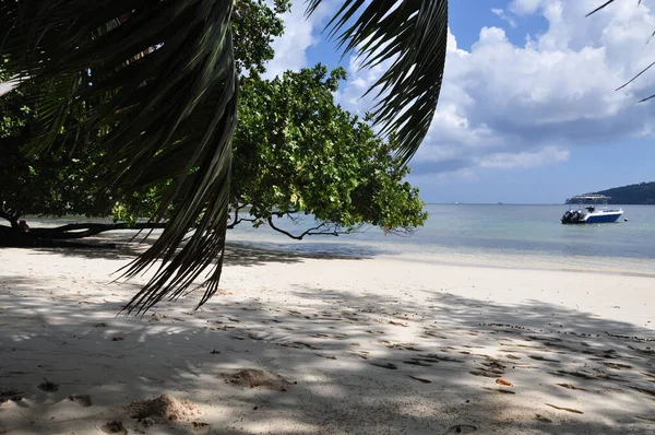 Exotic Beach Palm Trees Praslin Island Seychelles — Φωτογραφία Αρχείου