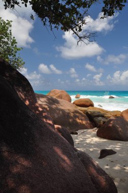 Praslin Adası, Seyşeller 'de palmiye ağaçları olan egzotik bir sahil.
