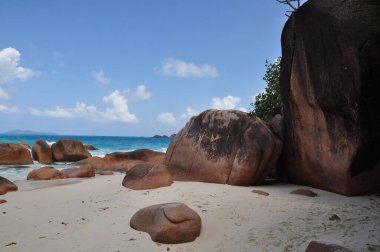 Praslin Adası, Seyşeller 'de palmiye ağaçları olan egzotik bir sahil.