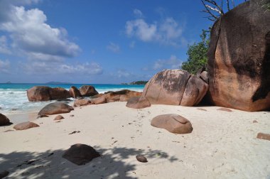 Praslin Adası, Seyşeller 'de palmiye ağaçları olan egzotik bir sahil.