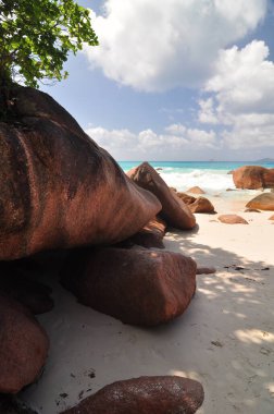 Praslin Adası, Seyşeller 'de palmiye ağaçları olan egzotik bir sahil.