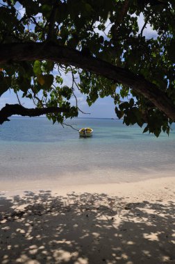 Praslin Adası, Seyşeller 'de palmiye ağaçları olan egzotik bir sahil.