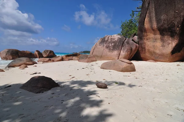Praslin Adası, Seyşeller 'de palmiye ağaçları olan egzotik bir sahil.