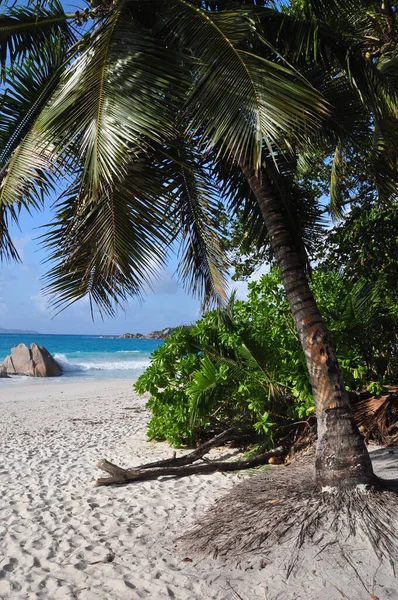 Egzotyczna Plaża Palmami Wyspie Praslin Seszele — Zdjęcie stockowe