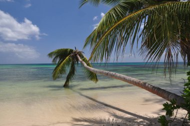 Praslin Adası, Seyşeller 'de palmiye ağaçları olan egzotik bir sahil.