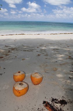 Praslin Adası, Seyşeller 'de palmiye ağaçları olan egzotik bir sahil.
