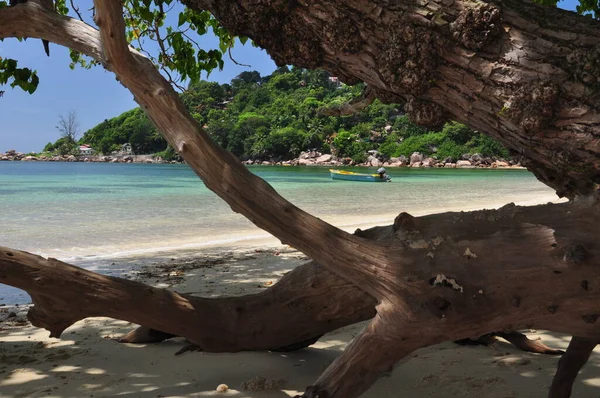 Exotic Beach Palm Trees Praslin Island Seychelles — Stock Photo, Image