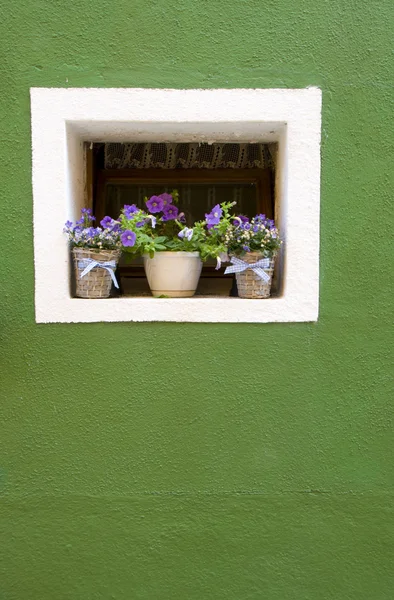 Flor na janela com parede verde na ilha de Burano Imagem De Stock