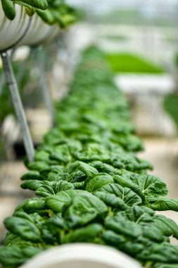 Yerel pazarda süt lahanası için dikey tarımcılık.