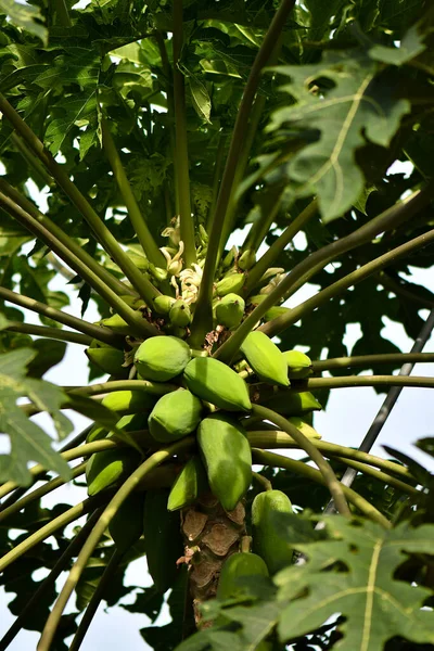 Hijau Dan Unripe Pepaya Bunch Pohon — Stok Foto