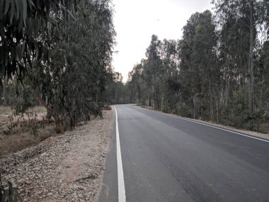 Ağaçlarla çevrili boş yol