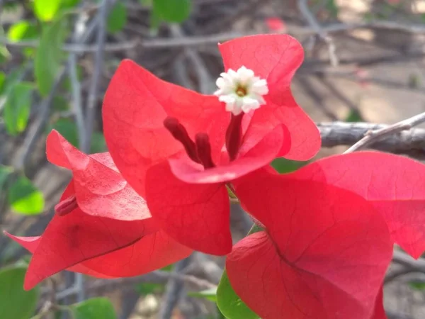 Bougainvillea Sepal Приборкає Просту Квітку — стокове фото