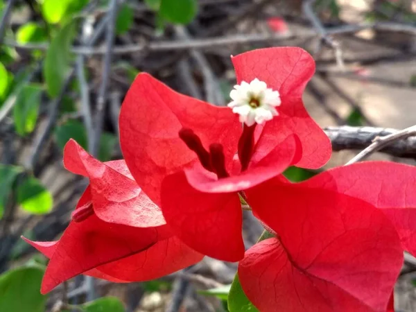 Single Bougainvillea Sepal Bracts Simple Flower — Stock Photo, Image