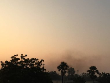 Duman ve karanlık gökyüzü arka planına sahip ağaçlar