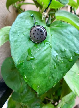 Su, üzerinde hoparlör olan bir yaprağa düşer.