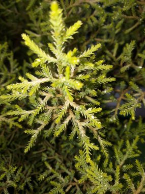 Bir bahçede, eşkıyanın parlak dalları.