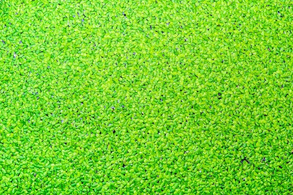 Ecologia Verde Delle Piante Acquatiche Dei Pesci — Foto Stock