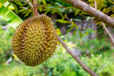 Durian meyvesi Durian ağacında organik Durian meyve bahçesinde.