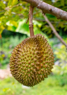 Durian meyvesi Durian ağacında organik Durian meyve bahçesinde.
