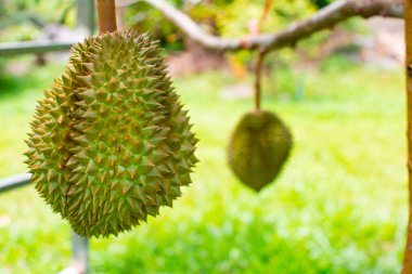 Durian meyvesi Durian ağacında organik Durian meyve bahçesinde.