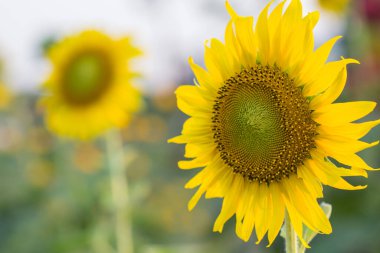 Güneş ışığının sarısı ve bahçesinde güzel bir ayçiçeği.