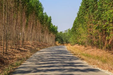Yaz mevsiminde sokak ağaçları ve doğa.