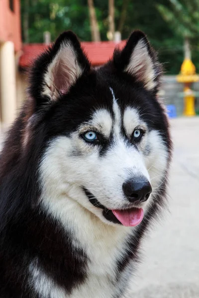 Perros Mascotas Lindas Para Cuidar Familia —  Fotos de Stock