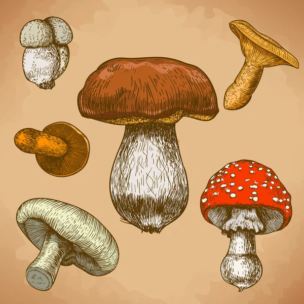 雕刻的蘑菇的插图 — 图库矢量图片