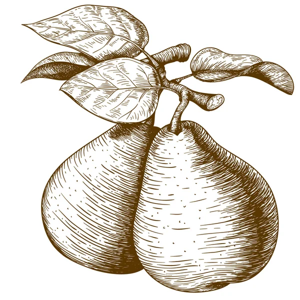 armut ve yaprak, dal üzerinde oyma