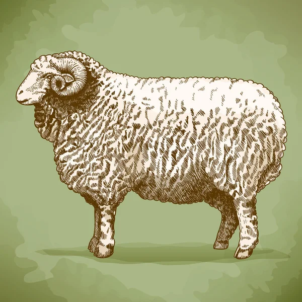 Ilustración vectorial del carnero de grabado — Vector de stock