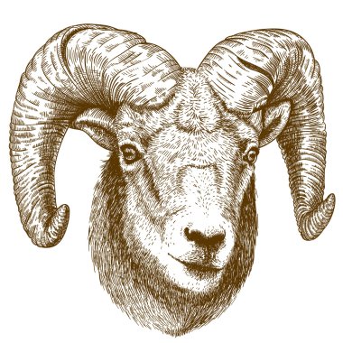 ram kafa oyma bir vektör çizim