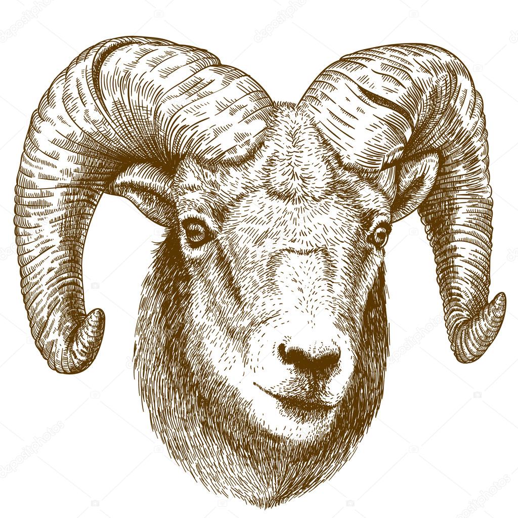 Vector illustration of engraving ram head