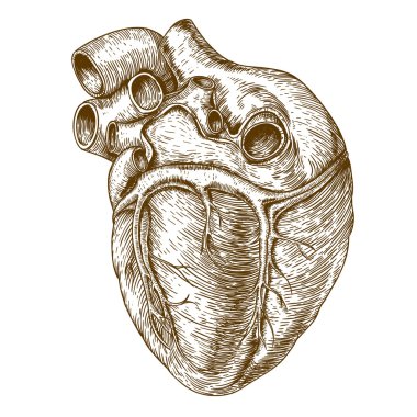 Kalp beyaz zemin üzerine oyma