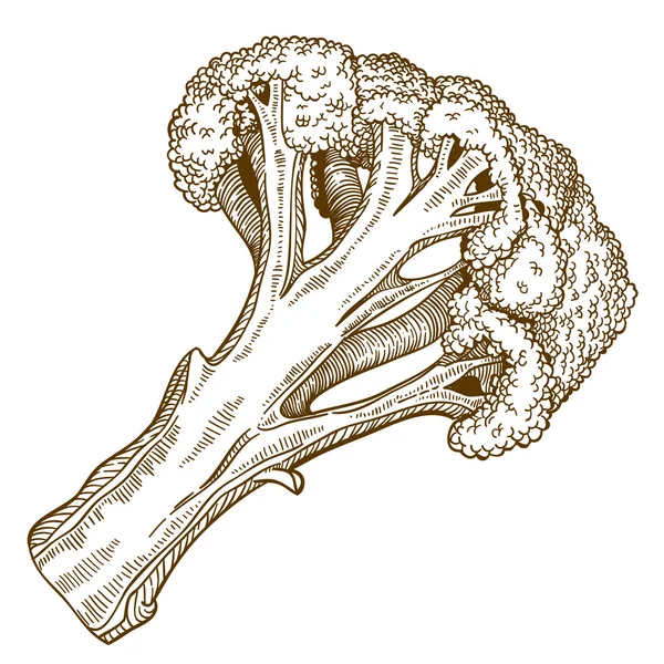 Illustratie van broccoli segment gravure op witte achtergrond — Stockvector