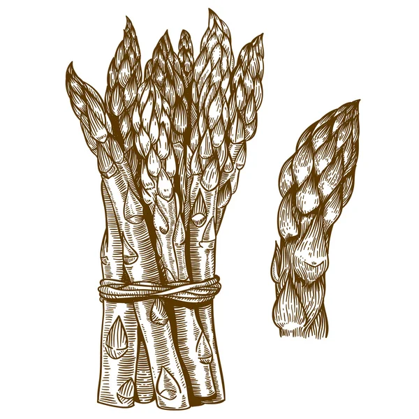 Engraving illustration of asparagus on white background — Stock Vector