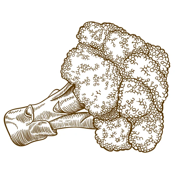 Gravyr illustration av broccoli på vit bakgrund — Stock vektor