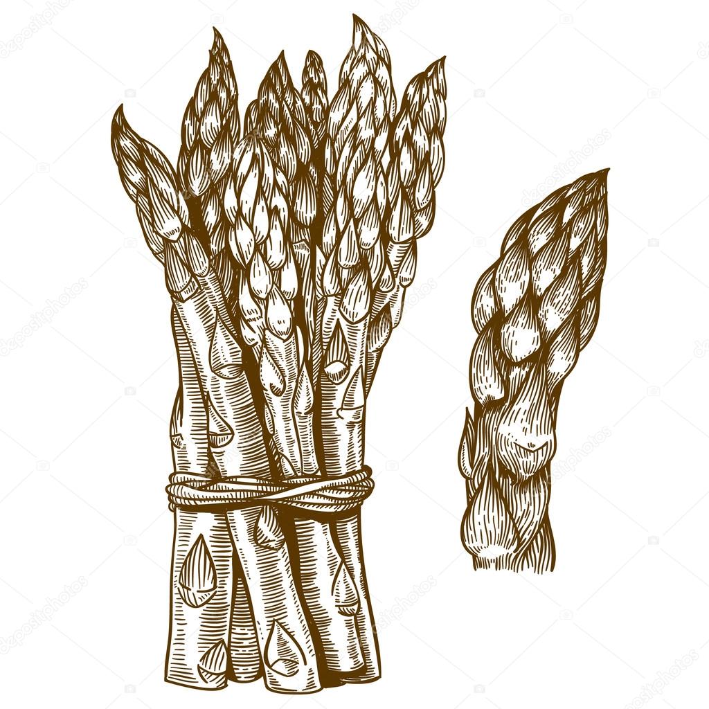 Engraving illustration of asparagus on white background