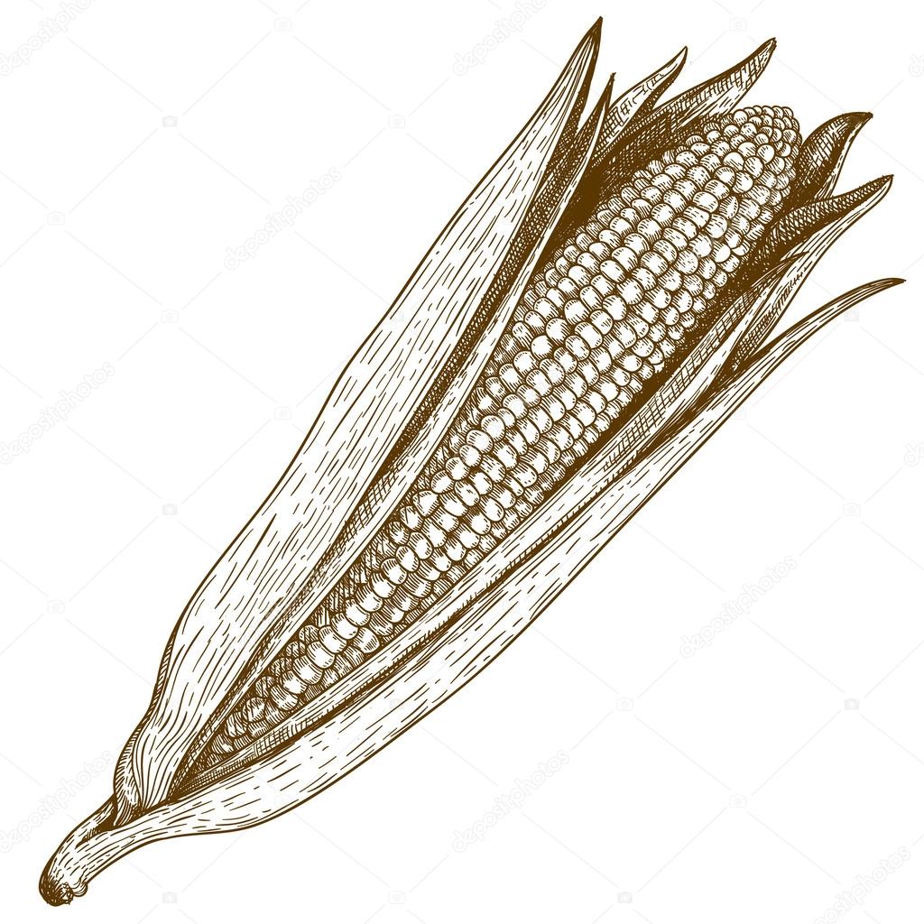 Engraving  woodcut illustration of corn on white background